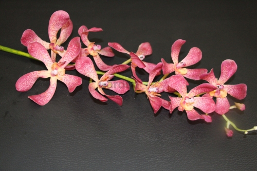 ЦС-07 (Орхидея Цимбиум силикон H-90 см )